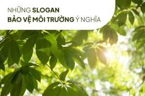 99+ Slogan Môi Trường | Thông Điệp Tốt Ý Nghĩa Hay